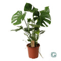Detailfoto van Monstera Deliciosa