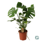 Detailfoto van Monstera Deliciosa