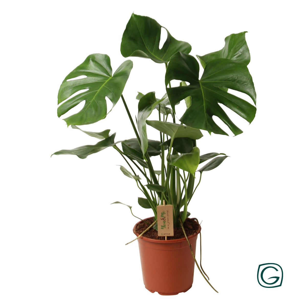 Detailfoto van Monstera Deliciosa