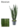 Productfoto van Sansevieria Zeylanica (Decorum)