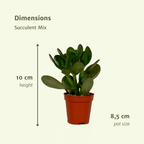 Verschillende soorten vetplanten in een succulenten mix