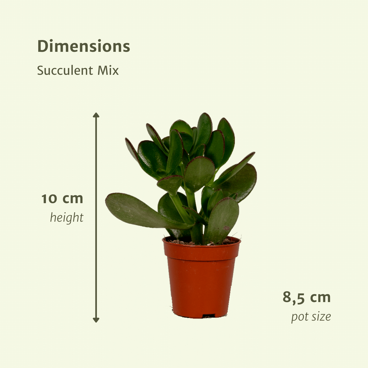 Verschillende soorten vetplanten in een succulenten mix
