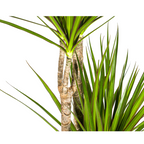 Dracaena Marginata Green, kenmerkend blad