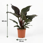 Philodendron Imperial Red, groeiwijze van de plant