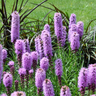 Liatris spicata