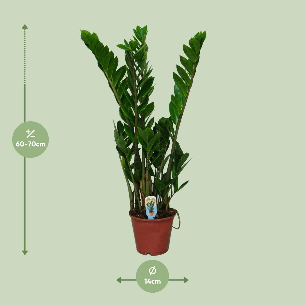 Detailfoto van ZZ-plant Zamioculcas zamiifolia, glanzend blad, 50 cm hoog