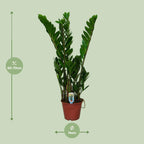 Detailfoto van ZZ-plant Zamioculcas zamiifolia, glanzend blad, 50 cm hoog