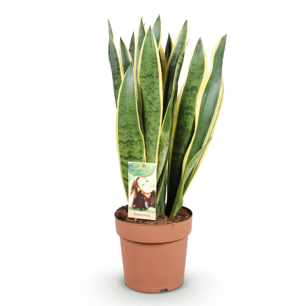 Sansevieria Laurentii, kenmerkend blad