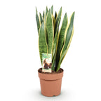 Sansevieria Laurentii, kenmerkend blad