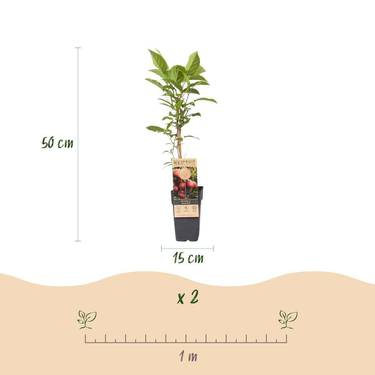 Kiwiplant Ken's Red, fruitgewas voor de tuin, groene bladeren