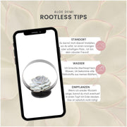 ROOTLESS Succulent Echeveria Lilacina op Deco tafelstandaard