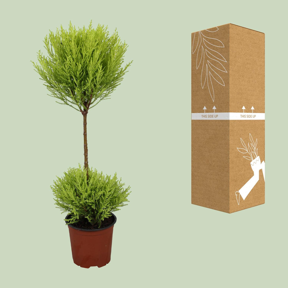 Detailfoto van Cupressus Goldcrest Wilma