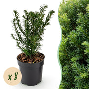 Venijnboom
