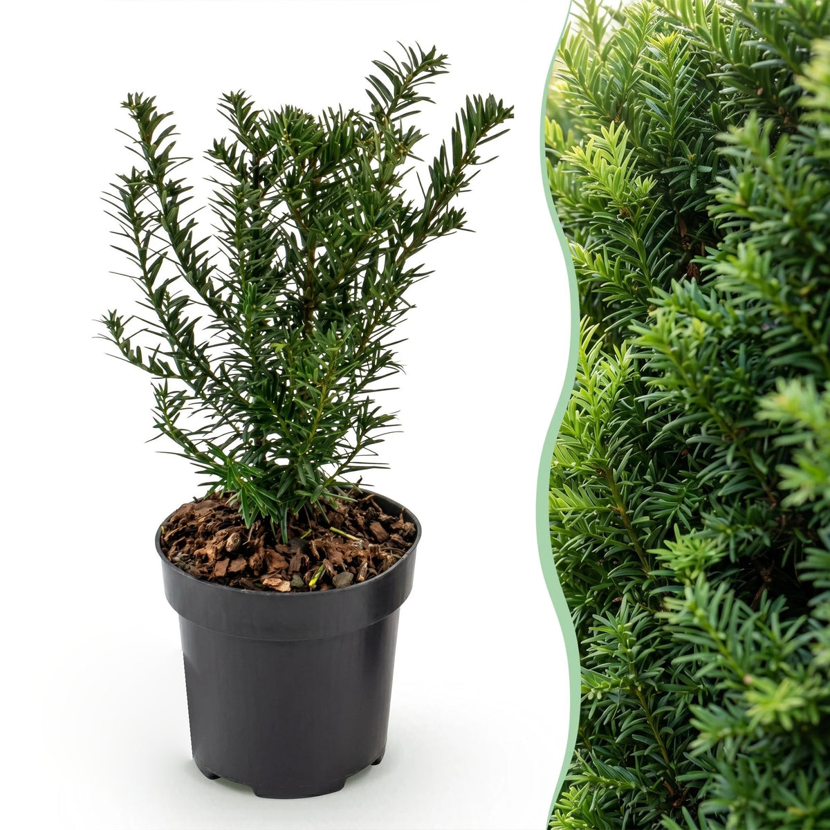 Venijnboom, kenmerkend blad