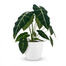 Olifantsoor (Alocasia Frydek) met witte pot