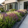 Salie Tricolour, met paarse, roze en witte bloemen (24x)