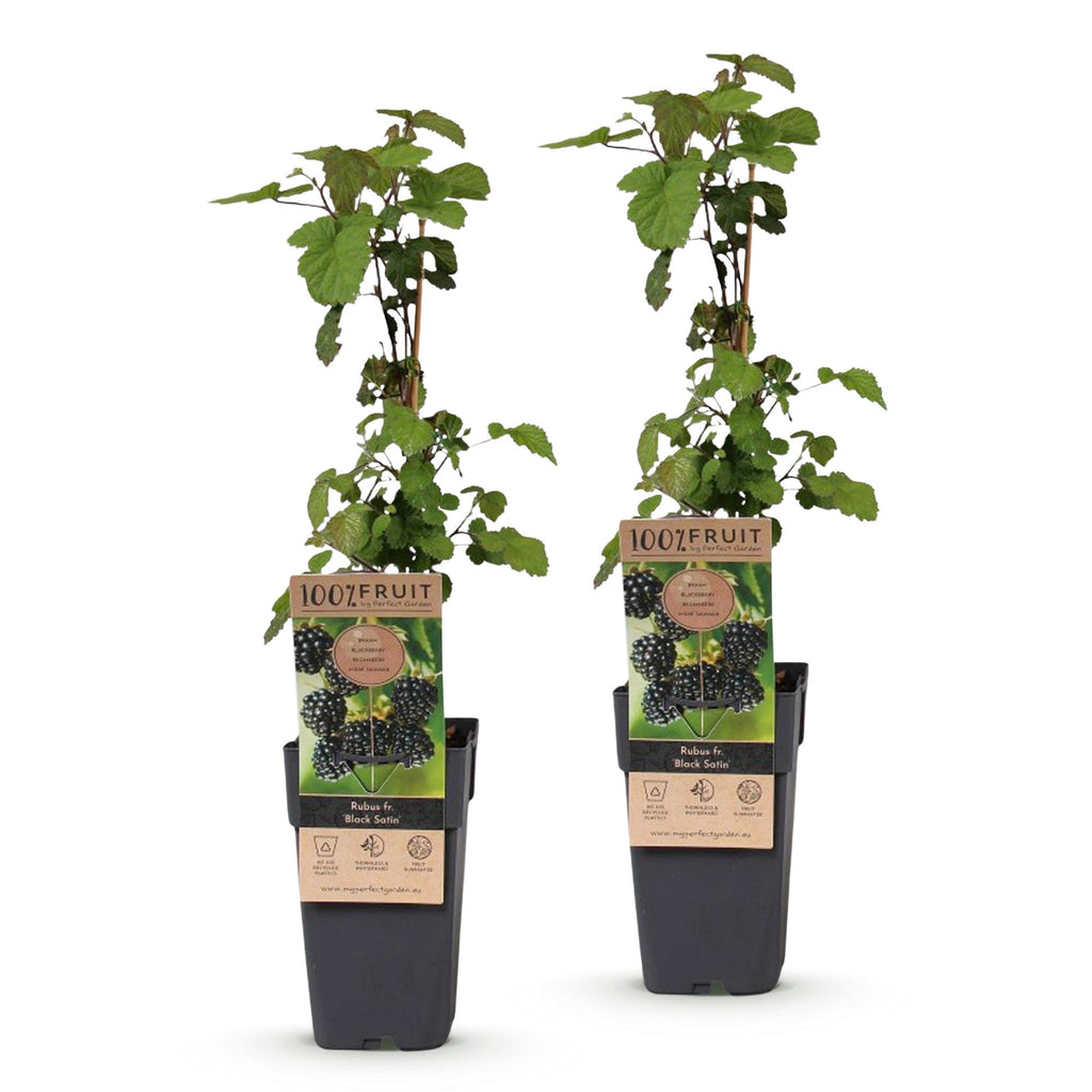 2x Bramenplant Black Satin, fruitgewas voor de tuin, detail van het blad