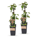 2x Bramenplant Black Satin, fruitgewas voor de tuin, detail van het blad