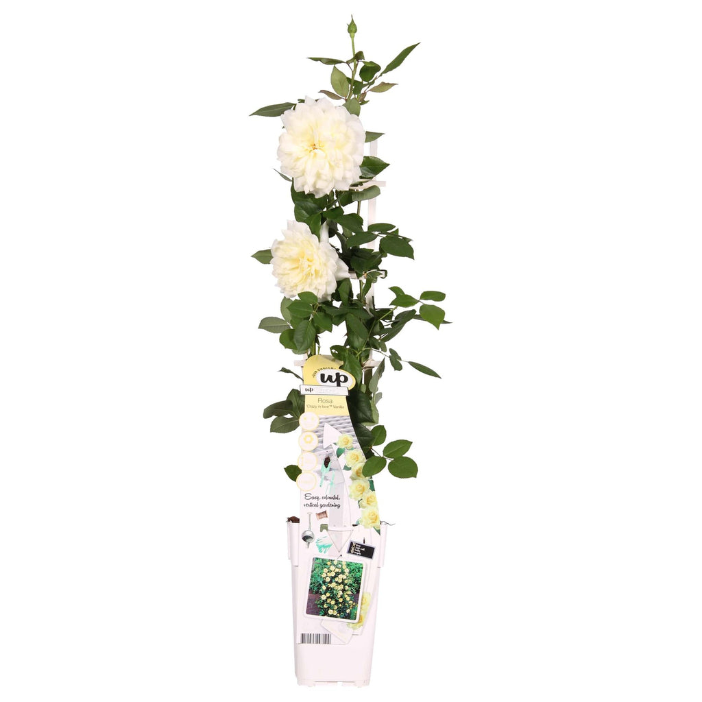 Detailfoto van Rosa Crazy in love 'Vanilla' - Creme Roos