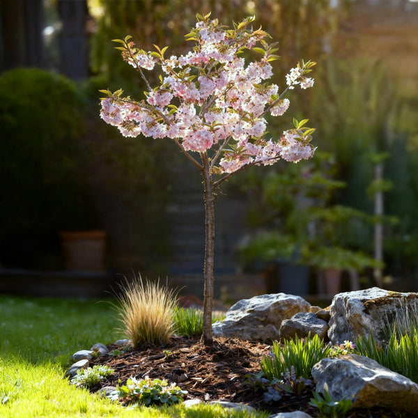Prunus incisa Koujou