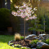 Prunus incisa Koujou