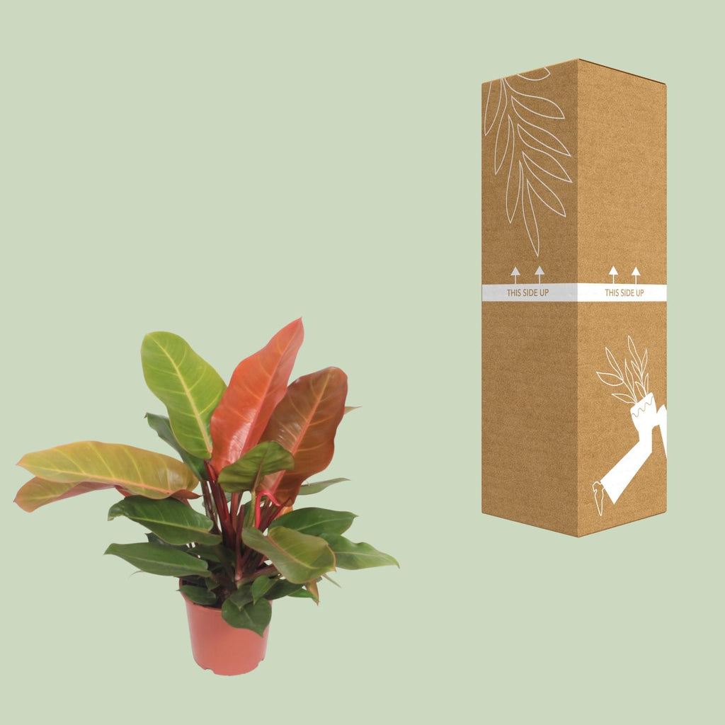 Detailfoto van Philodendron Prince of Orange
