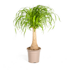 Beaucarnea Recurvata Stam, plant in pot
