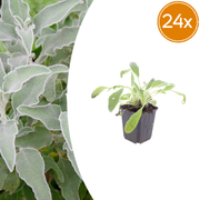 Stachys byzantina