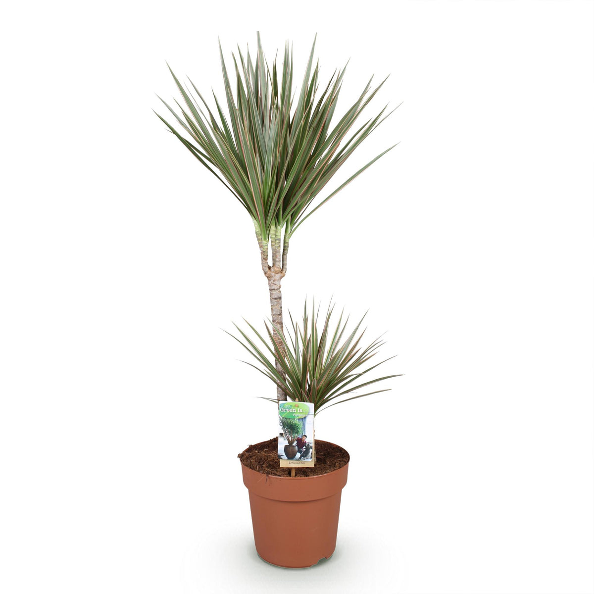 Dracaena Marginata Bicolor, detail van het blad