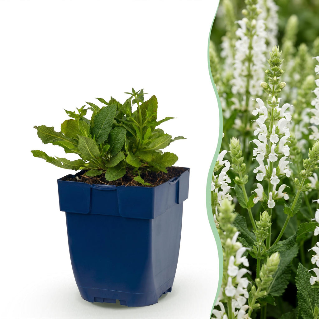 Salie nem. Schneehügel, met witte bloemen, plant voor tuin en border