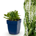 Salie nem. Schneehügel, met witte bloemen, plant voor tuin en border