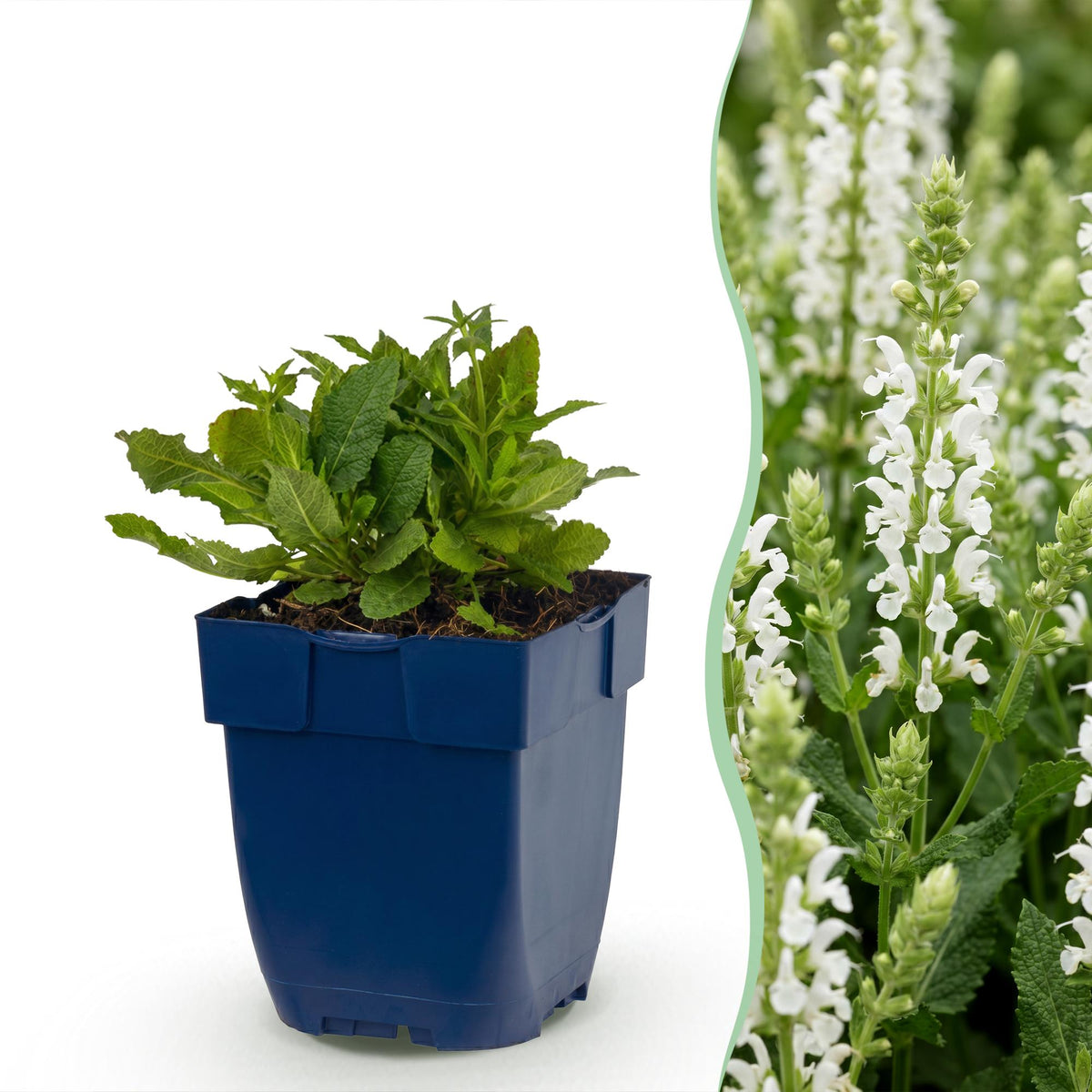 Salie nem. Schneehügel, met witte bloemen, plant voor tuin en border