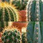 Mini Cactus Set - 3 Stuks - Ø, kenmerkend blad