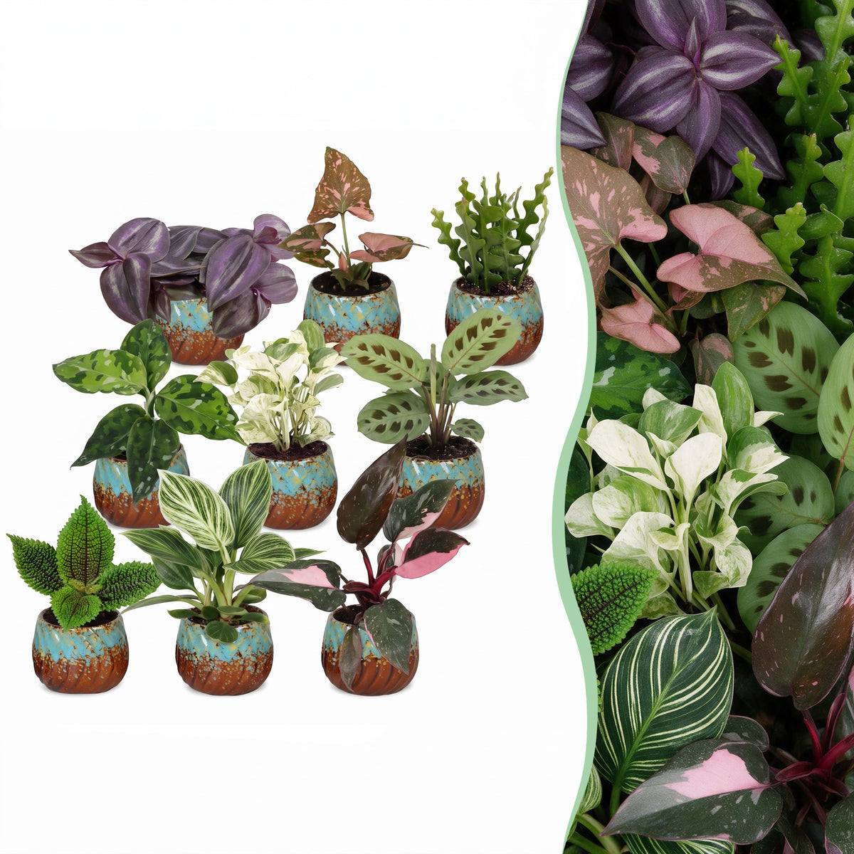 9x Baby Plants Surprise Box - Verrassingsbox kleine planten - Diversen - Tropisch - incl. Copper Reef - Ø6cm - ↕5-15cm, plant in pot