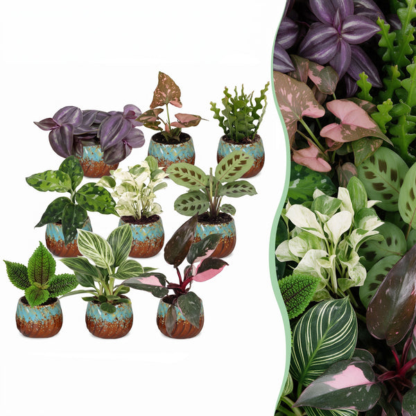Baby plants surprise box met Copper Reef pot
