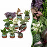 Baby plants surprise box met Copper Reef pot