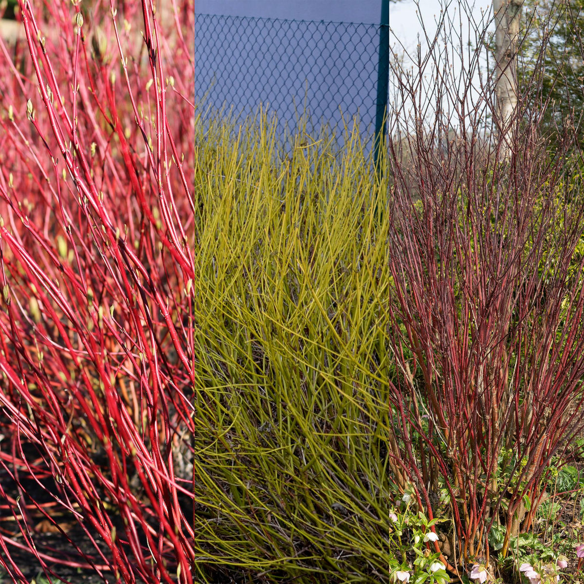 Cornus alba Tricolour, detail van het blad