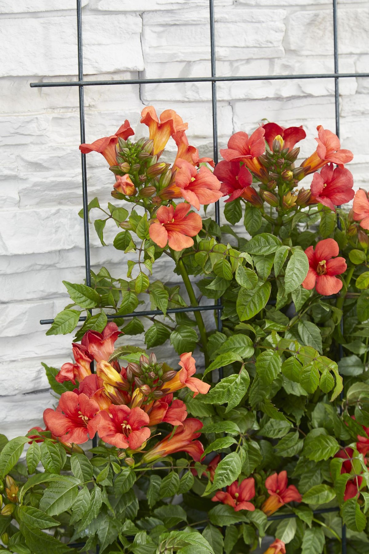 Detailfoto van 2x - Campsis Summer Jazz 'Fire Trumpet'