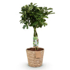 Schefflera Nora, kenmerkend blad