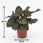 Calathea Makoyana - Pauwenplant met witte pot, groeiwijze van de plant
