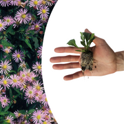 Aster pluggen voor een kleurrijke najaarstuin, 6 stuks