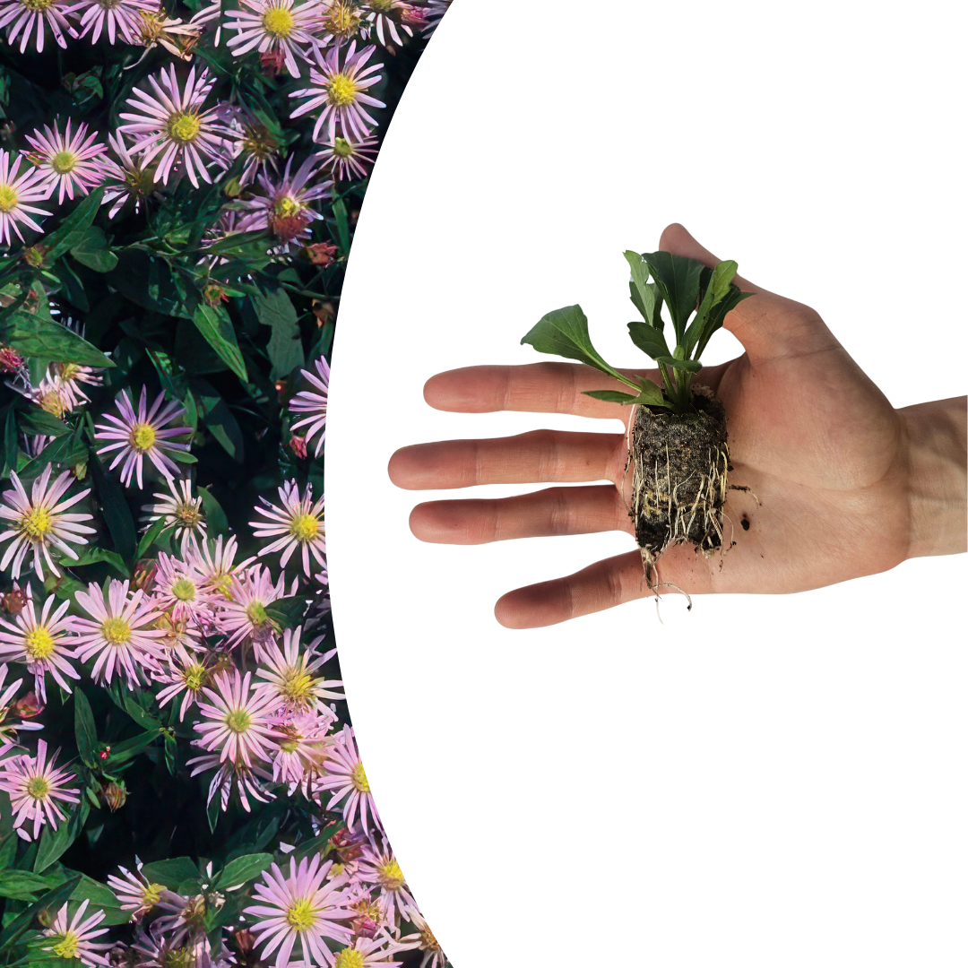 Aster pluggen voor een kleurrijke najaarstuin, 6 stuks, gezonde plant