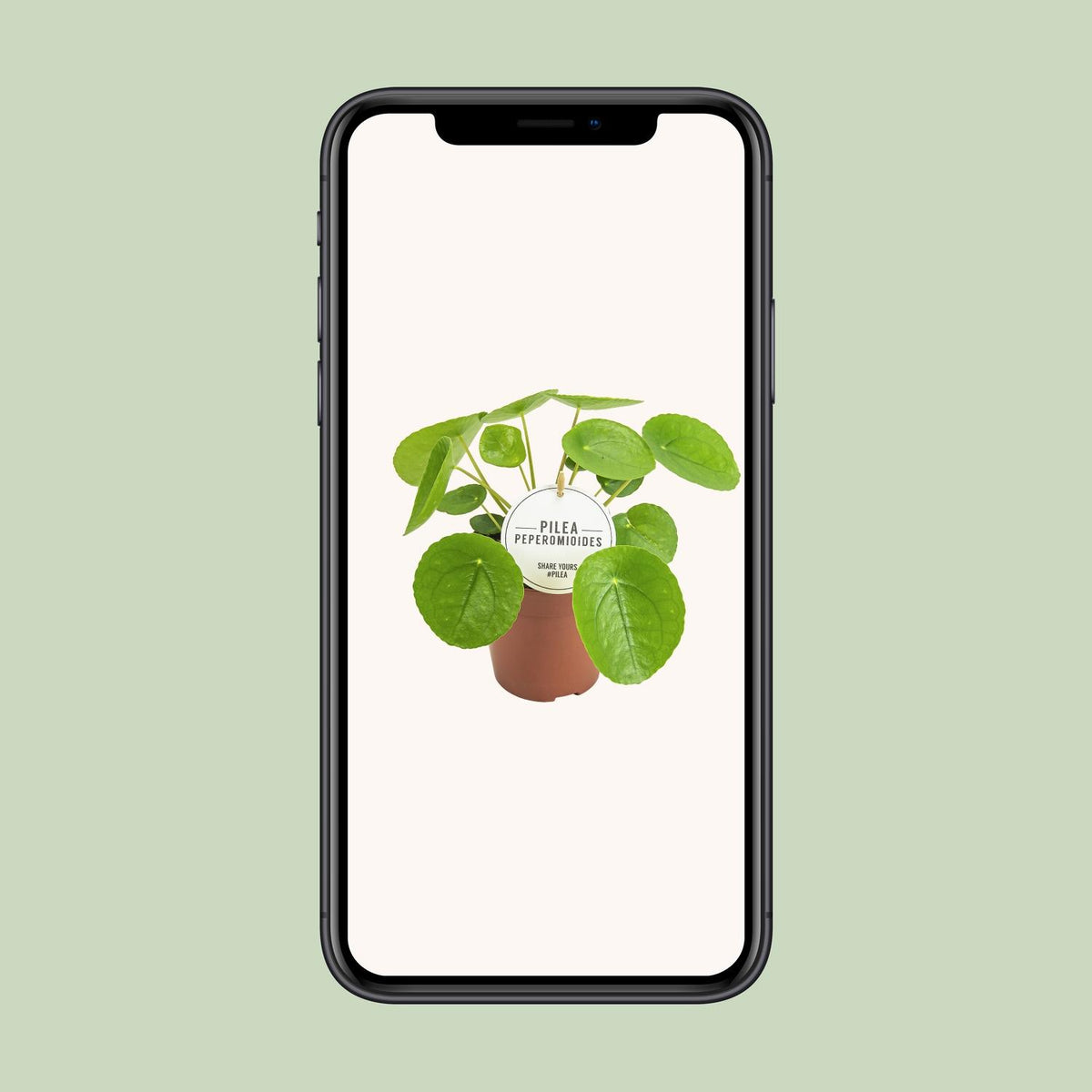 Detailfoto van Pilea Peperomioides