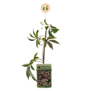 Parthenocissus henryana - Chinese wingerd - set van 6 - Ø9 cm