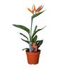 Strelitzia Reginae met Kunstbloem