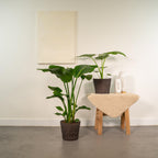Productfoto van Strelitzia Nicolai
