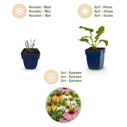 Echinacea Tricolour - Zonnehoed - Geel - Roze - Wit - 24 Planten