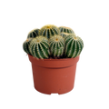 Eriocactus warasii, plant in pot