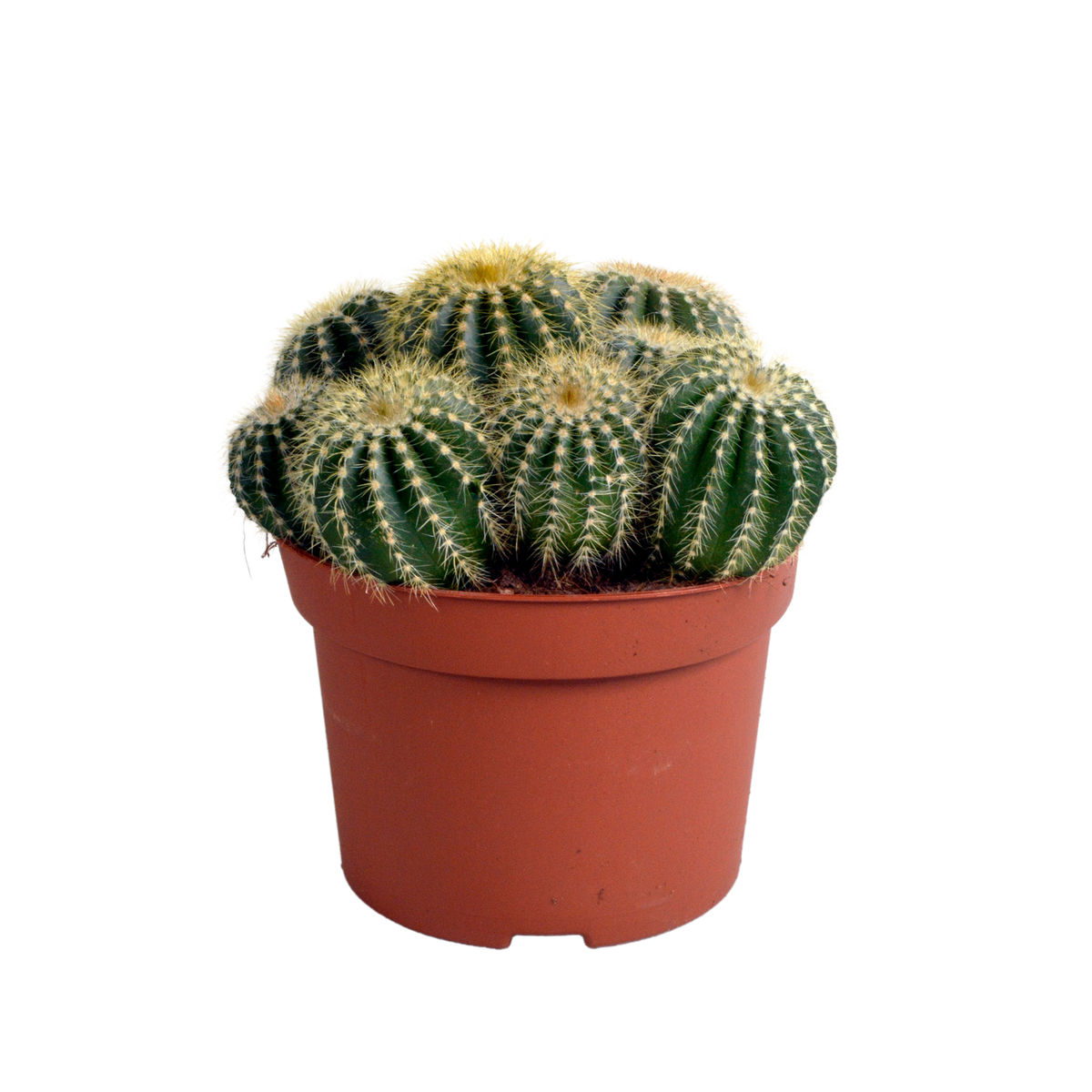 Eriocactus warasii, plant in pot