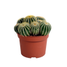 Eriocactus warasii